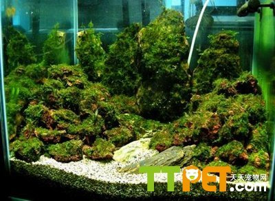 和龍魚一起養(yǎng)的魚 和龍魚一起養(yǎng)的魚 龍魚百科 第2張