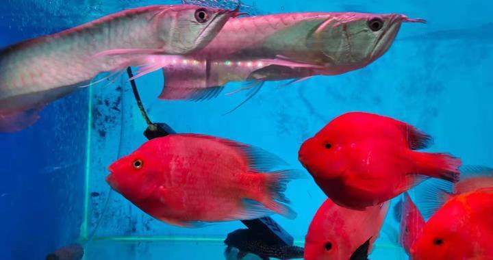 豬鼻龜哪年被列入二級保護(hù)動(dòng)物(豬鼻龜算保護(hù)動(dòng)物嗎)