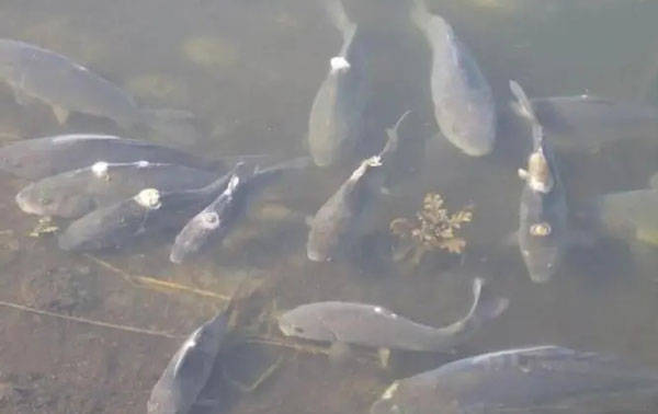 森森過濾桶302:森森過濾桶302怎么樣? 森森魚缸 第2張 森森過濾桶302:森森過濾桶302怎么樣? 森森過濾桶302:森森過濾桶302怎么樣? 森森魚缸 第2張