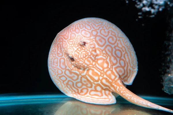 60厘米魚缸用多大流量的泵