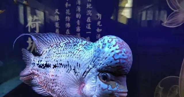 1.8米魚缸養多少：1.8米的魚缸養多少？ 1.8米魚缸養多少：1.8米的魚缸養多少？ 魚缸百科 第2張
