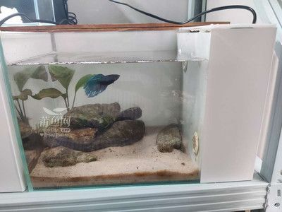 銀龍魚為什么那么貴呢(銀龍魚很貴嗎) 銀龍魚為什么那么貴呢(銀龍魚很貴嗎) 銀龍魚百科 第2張