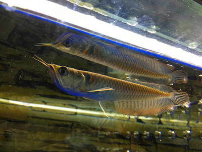 銀龍魚部位圖片介紹(銀龍魚身體結構圖) 銀龍魚部位圖片介紹(銀龍魚身體結構圖) 銀龍魚百科 第2張