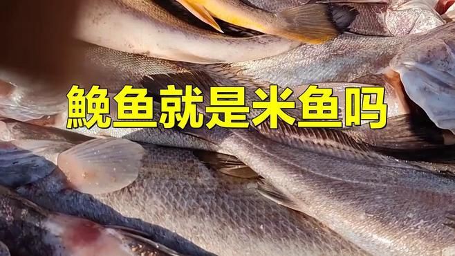鮸魚和米魚的區(qū)別，米魚是什么魚