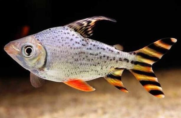 銀龍魚入缸多久喂食(銀龍魚入缸多久喂食合適)