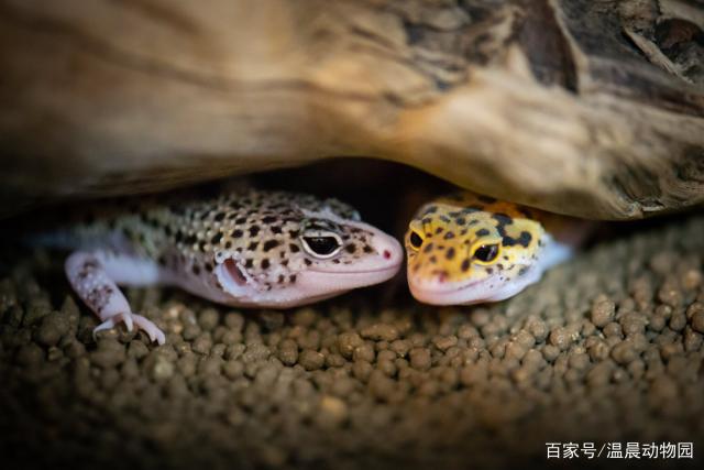 BD魟魚食欲不振的原因分析：-[需手動填充]魚食欲不振的原因及其分析及其分析及其分析 BD魟魚食欲不振的原因分析：-[需手動填充]魚食欲不振的原因及其分析及其分析及其分析 魟魚百科 第2張