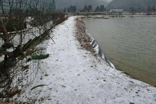 金龍魚養到50公分要養多久