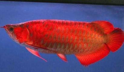 紅龍魚和什么魚混養好看：紅龍魚混養的幾種魚類 紅龍魚和什么魚混養好看：紅龍魚混養的幾種魚類 紅龍魚百科 第2張