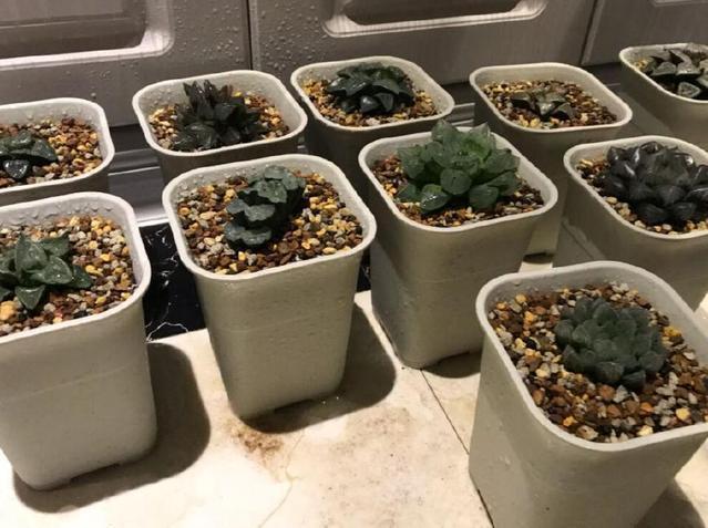 彩色石有毒嗎放魚缸里：彩色石會對魚產(chǎn)生不利影響嗎？