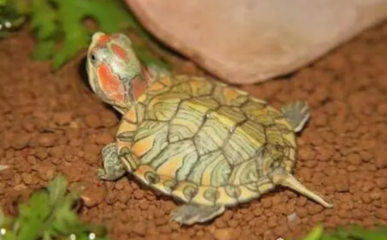 紅龍魚放沉木好嗎：紅龍魚在水族箱中放沉木可以提供額外的裝飾效果并有助于改善水質