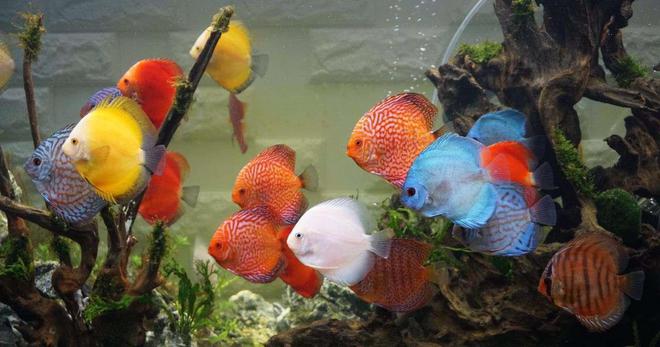 紅龍魚鱗片發紫：紅龍魚的鱗片發紫怎么辦