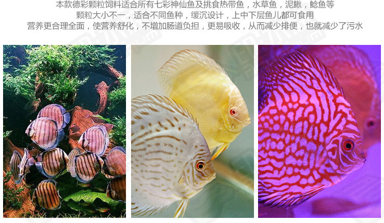 紅龍魚鱗片發(fā)紫：紅龍魚的鱗片發(fā)紫怎么辦