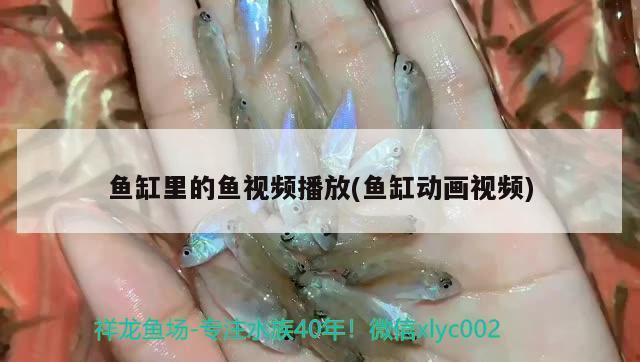 紅龍魚跟什么魚混養漂亮