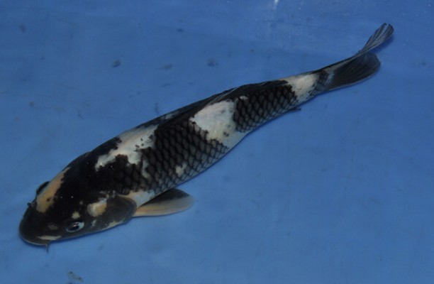 紅龍魚水溫多少合適養(yǎng)：紅龍魚水溫過高怎么辦 紅龍魚水溫多少合適養(yǎng)：紅龍魚水溫過高怎么辦 紅龍魚百科 第2張