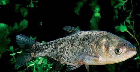 魟魚的種類有哪些?:淡水魟魚的水質劣化警訊, 魟魚百科 第2張 魟魚的種類有哪些?:淡水魟魚的水質劣化警訊, 魟魚的種類有哪些?:淡水魟魚的水質劣化警訊, 魟魚百科 第2張