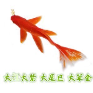 龍魚虎魚隔開養可以嗎圖片(龍魚虎魚隔開養可以嗎圖片)
