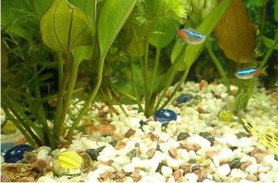 昌邑哪里有賣魚缸的店鋪啊（昌邑哪里有水族館）