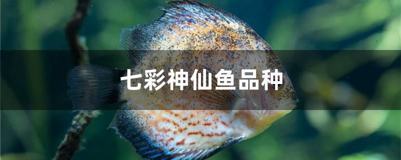 豬鼻龜爛了怎么辦用什么藥(豬鼻龜身上爛怎么辦用什么藥) 豬鼻龜爛了怎么辦用什么藥(豬鼻龜身上爛怎么辦用什么藥) 豬鼻龜百科 第1張