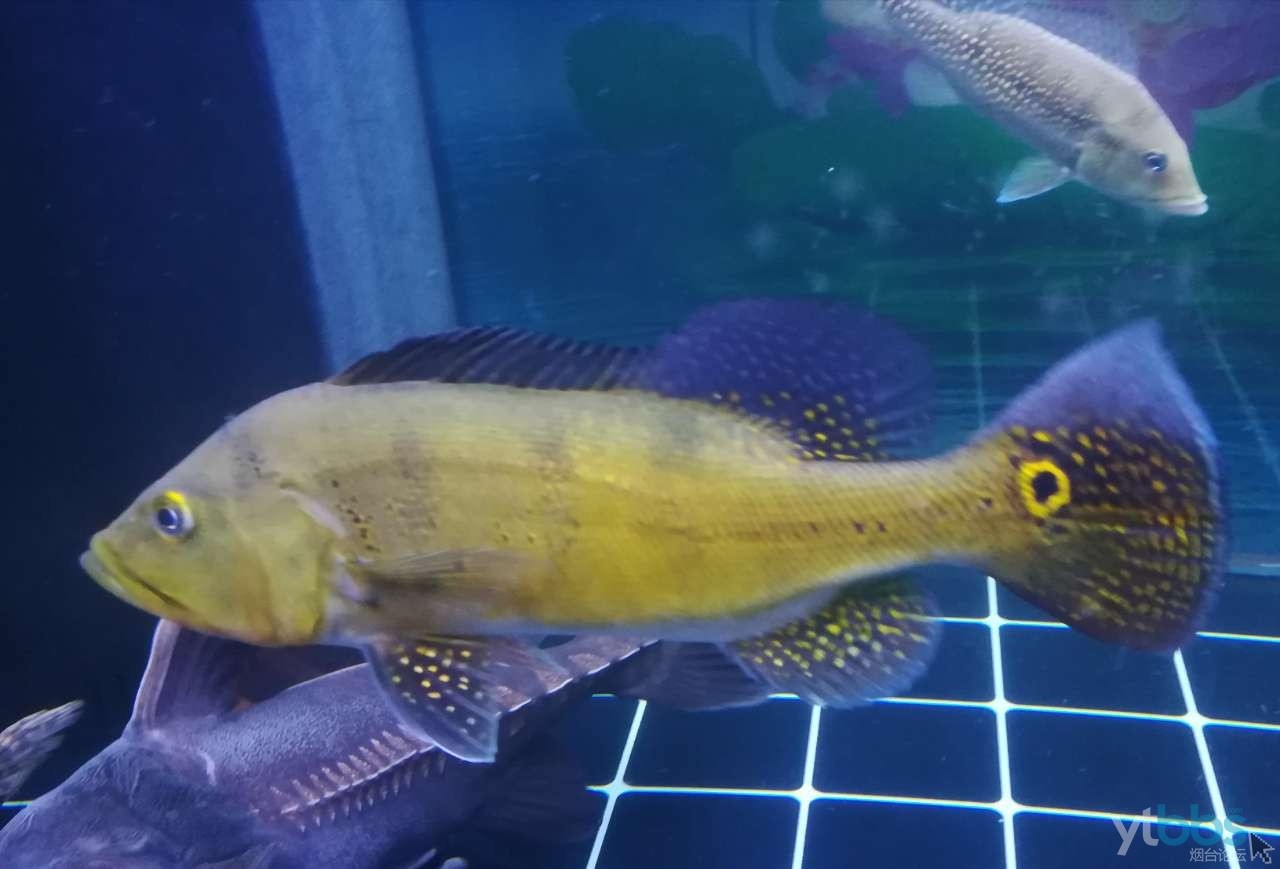 黑金魟魚水質調控方法，黑金魟魚日常飼養注意事項