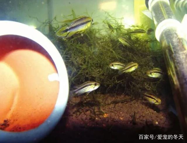 小紅龍半年成長記