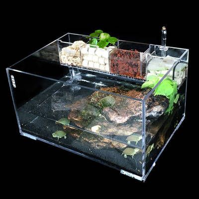 雷龍和龍魚虎魚混養好嗎圖片(雷龍魚可以和蝦虎混養嗎)
