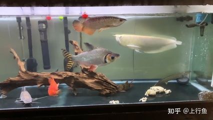 豬鼻龜多深的水養比較好呢圖片欣賞(豬鼻龜壽命十大深水龜)