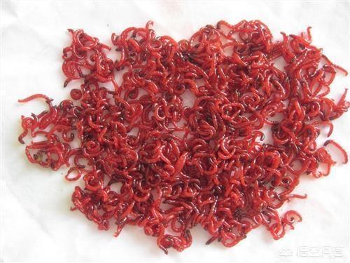 魟魚水溫過高應急處理,如何監測水族箱水溫,魟魚高溫癥狀識別 魟魚百科 第2張 魟魚水溫過高應急處理,如何監測水族箱水溫,魟魚高溫癥狀識別 魟魚水溫過高應急處理,如何監測水族箱水溫,魟魚高溫癥狀識別 魟魚百科 第2張