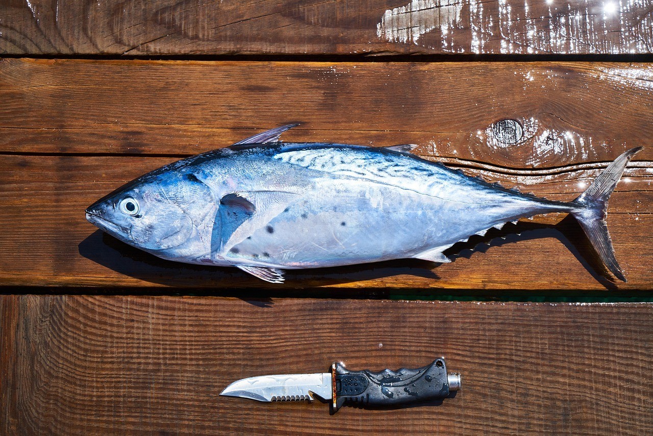 祥龍漁場的龍魚怎樣抓的好（祥龍魚場專注龍魚40年）