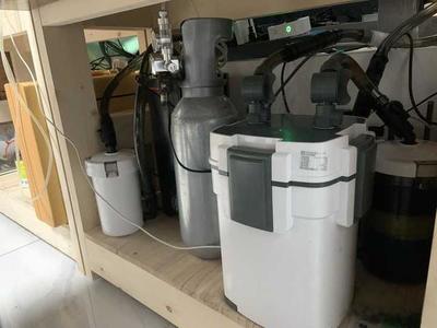 紅龍魚尺寸與魚齡對照表：紅龍魚的尺寸與魚齡之間的關系 紅龍魚尺寸與魚齡對照表：紅龍魚的尺寸與魚齡之間的關系 紅龍魚百科 第2張