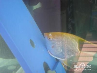 紅龍魚幼苗：紅龍魚幼苗價格和挑選方法是水族愛好者關注的重點 紅龍魚幼苗：紅龍魚幼苗價格和挑選方法是水族愛好者關注的重點 紅龍魚百科 第1張