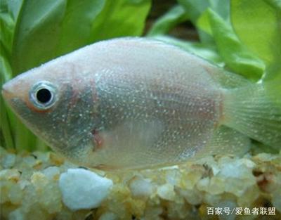 銀龍魚適合和什么魚一起養(yǎng)殖(適合和銀龍魚一起養(yǎng)的魚)