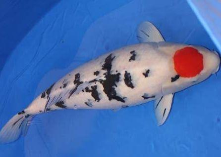 虎門魚缸選購指南：虎門海鮮市場的魚缸選購指南