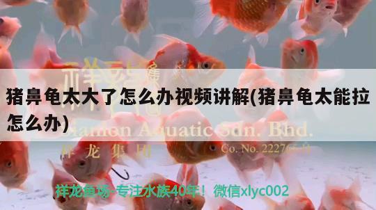 豬鼻龜太大了怎么辦視頻講解(豬鼻龜太能拉怎么辦)