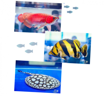 龍魚虎魚混養用什么底色好看呢(虎魚適合什么顏色魚缸)