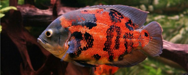 紅龍魚怎么樣長的快：如何控制紅龍魚生長速度，紅龍魚生活環境優化方案