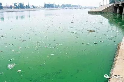 銀龍魚為什么咬人呢(銀龍魚有牙嗎?它咬人嗎?)