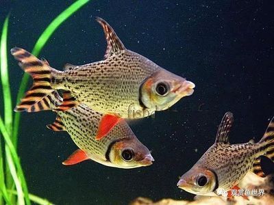 龍魚吃什么最健康最好養(yǎng)活