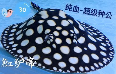 愛情公寓 買魚缸：《愛情公寓》中胡一菲購買魚缸的情節