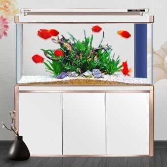 銀龍魚燈光位置示意圖高清(銀龍魚燈光位置示意圖高清圖片)