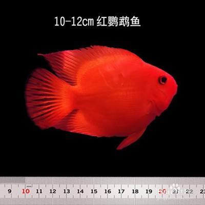 求助:魟魚身上長白膜了怎么辦