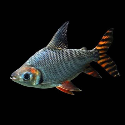 阿里水族館小虎魚終于亮了