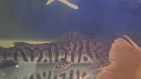 紅龍魚可以長到幾公分：紅龍魚的體型和生長潛力 紅龍魚可以長到幾公分：紅龍魚的體型和生長潛力 紅龍魚百科 第1張