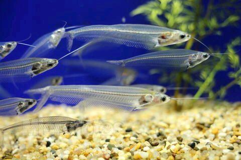 草魚在魚缸怎么養:在魚缸養草魚需要注意哪些問題? 魚缸百科 第2張 草魚在魚缸怎么養:在魚缸養草魚需要注意哪些問題? 草魚在魚缸怎么養:在魚缸養草魚需要注意哪些問題? 魚缸百科 第2張