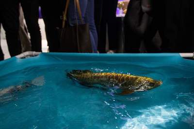 草魚在魚缸怎么養:在魚缸養草魚需要注意哪些問題? 魚缸百科 第1張 草魚在魚缸怎么養:在魚缸養草魚需要注意哪些問題? 草魚在魚缸怎么養:在魚缸養草魚需要注意哪些問題? 魚缸百科 第1張