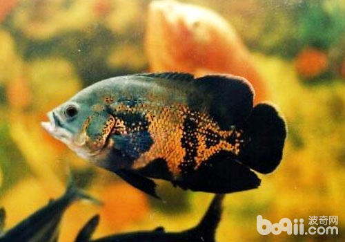 定做大型魚缸多少錢一套啊：定做大型亞克力魚缸價(jià)格可能從1000元起