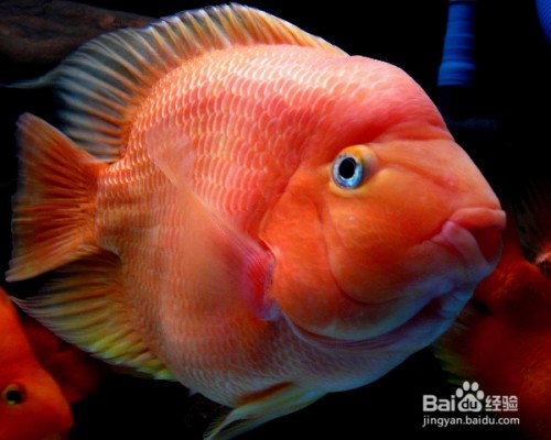超白和普通魚缸