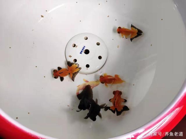 紅龍魚風水學說法是什么