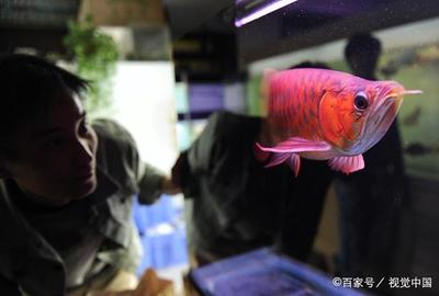 豬鼻龜身上有白點怎么回事(豬鼻子龜身上起了白色)