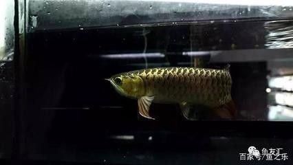 最便宜的紅龍魚苗價格多少一條啊：最便宜的紅龍魚苗價格