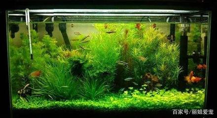 馬來西亞龍魚價格走勢(馬來西亞龍魚多少錢一條) 森森魚缸 第2張 馬來西亞龍魚價格走勢(馬來西亞龍魚多少錢一條) 馬來西亞龍魚價格走勢(馬來西亞龍魚多少錢一條) 森森魚缸 第2張